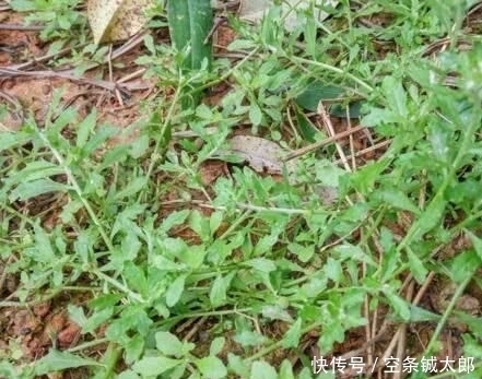 殊不知|1种野草,人称“鹅不食”,农民砍了当柴烧,殊不知,能治咳喘