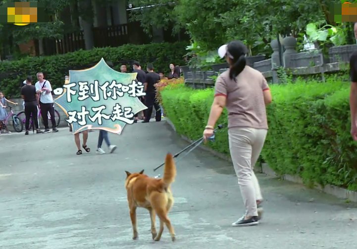  颖见到狗|赵丽颖被狗吓到直跑，狗主人跟她道歉，从她的回应方式看出人品