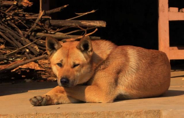 头上|俗语：“猪来穷，狗来富，猫来头上顶白布”，是何意？涨知识了