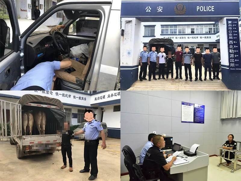 致谢|偷牛贼被抓!村民鸣锣舞狮致谢民警