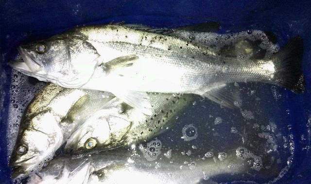  就算|买海鱼, 直接奔着这5种买, 肉多刺少营养高, 就算贵点也要舍得!