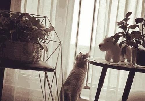  装饰|带你看看尼格买提的家，装修布置真是简单，完全不像央视主持人