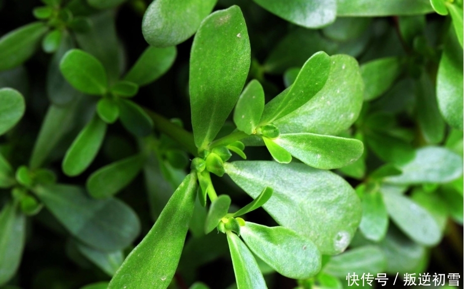  农村|见到“它”后，只摘叶子就好了，注意别拔根，越拔越少