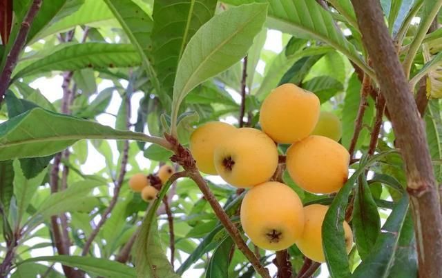  水果|鼓掌！多种热带水果在公安“安家”