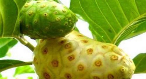 清理|秋天来了，适合常吃的食物，祛皱抗衰，改善体质，清理体内毒素