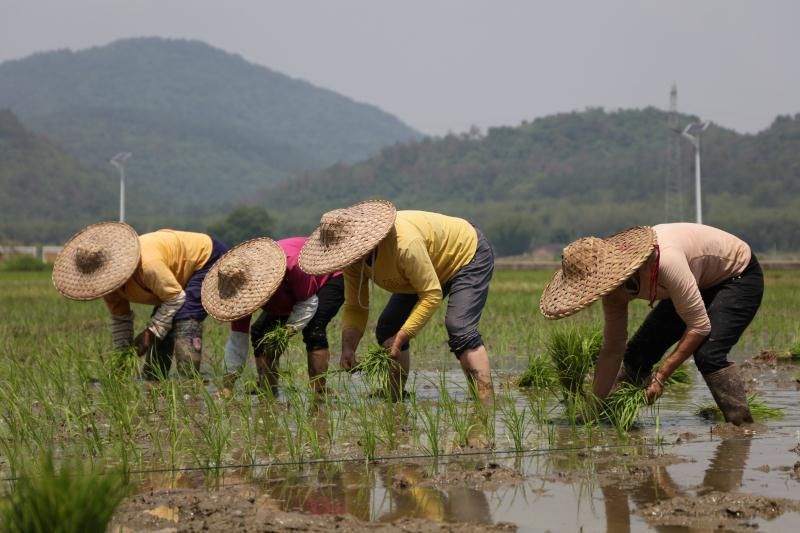  致富路|撒稻成公园 黄埔产业扶贫助力阳山火岗村走上致富路