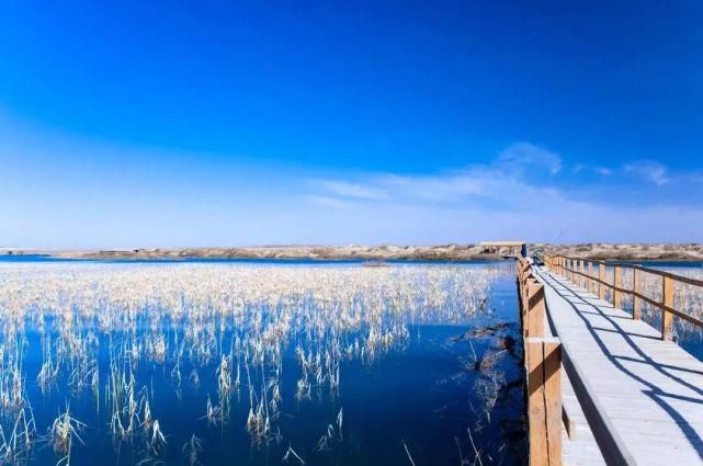 额济纳旗|【阅读】有一种心动,叫额济纳的秋天