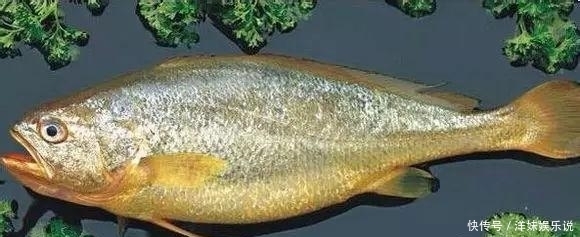 海鲜|海鲜大全, 你能认出多少