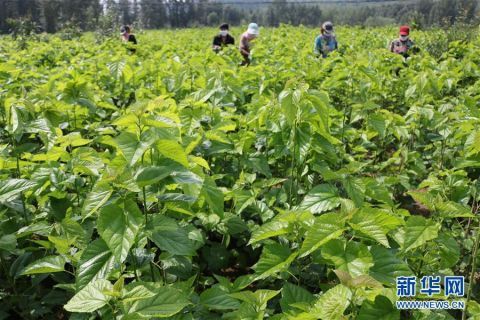 村民在道虎沟乡上泉|河北平泉：宠物饲料微工厂助脱贫