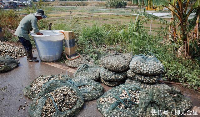 食用菌|不是食用菌的菇,吃了对身体更好