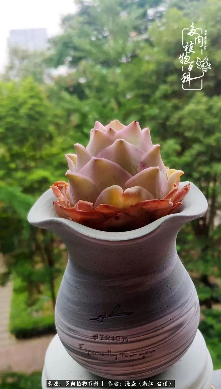  梅雨季|干货：高温高湿梅雨季，山地玫瑰养护提醒，帮你远离黑腐！