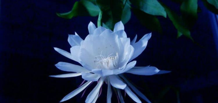  福缘|8月开始喜纳四方钱财，事业一路高升，福缘深厚的四大生肖