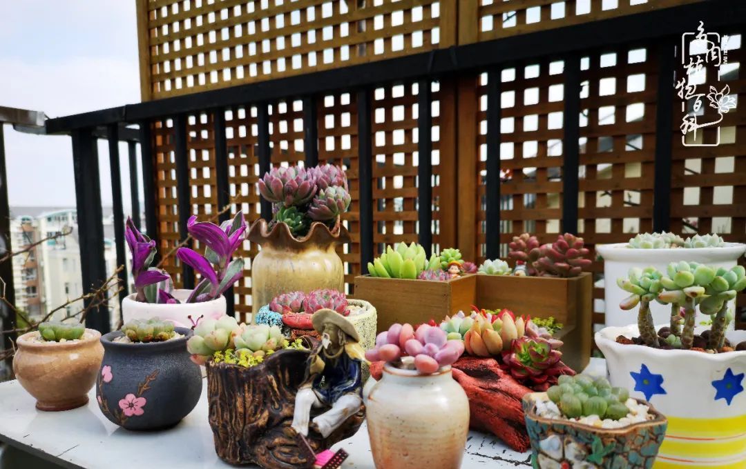  萌化|当粉粉的多肉捧在手心，我体验到了什么叫“萌化了心”