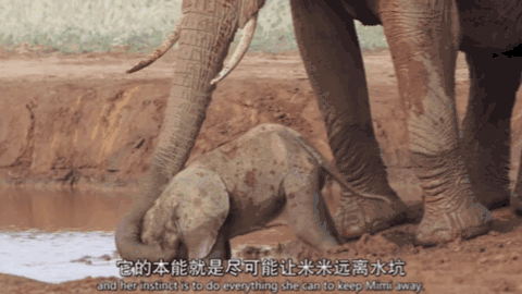  女王|为了躲避猎杀和寻找水源，女王带着族群，开启了逃亡之旅