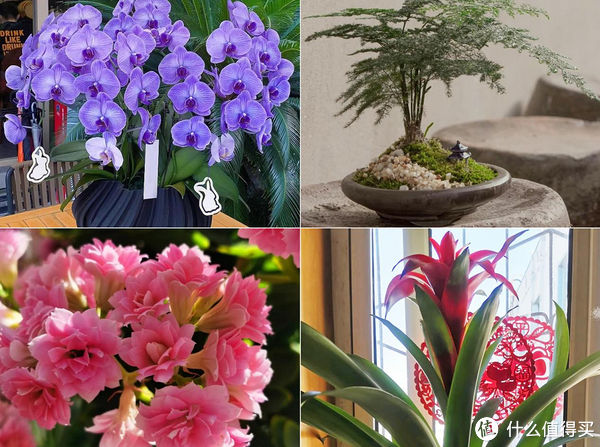 家庭不宜养的四种绿植(这四种绿植不能在家里摆)