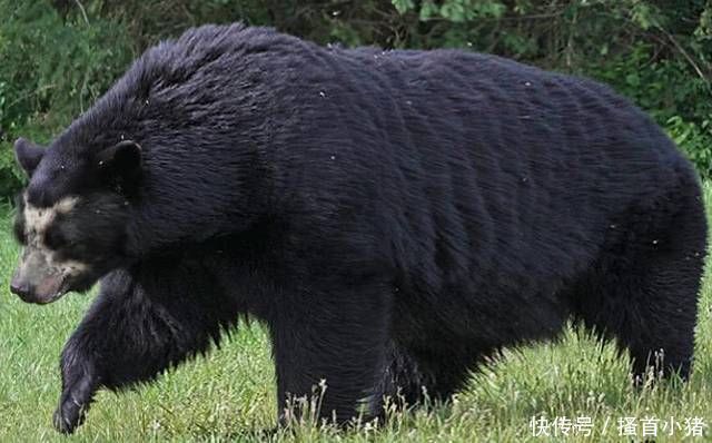 依然|5种咬合力高的远古动物,第3种依然存活,多被饲养