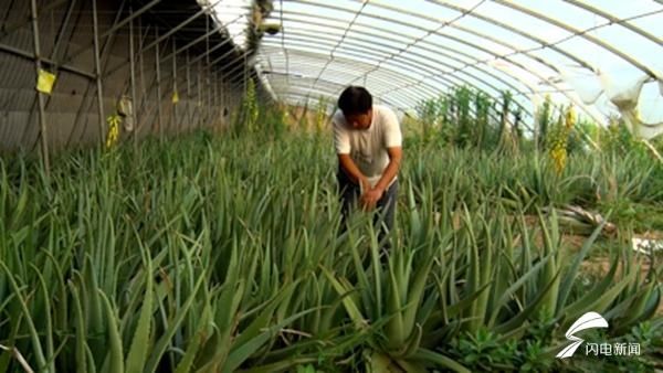  大块头|44秒｜王道印和他的“大块头”芦荟：40余斤的能卖到100元一棵