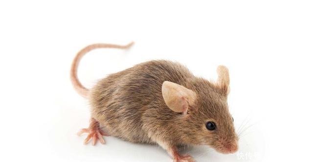 鼠年真的不吉利吗盘点一下120年来鼠年