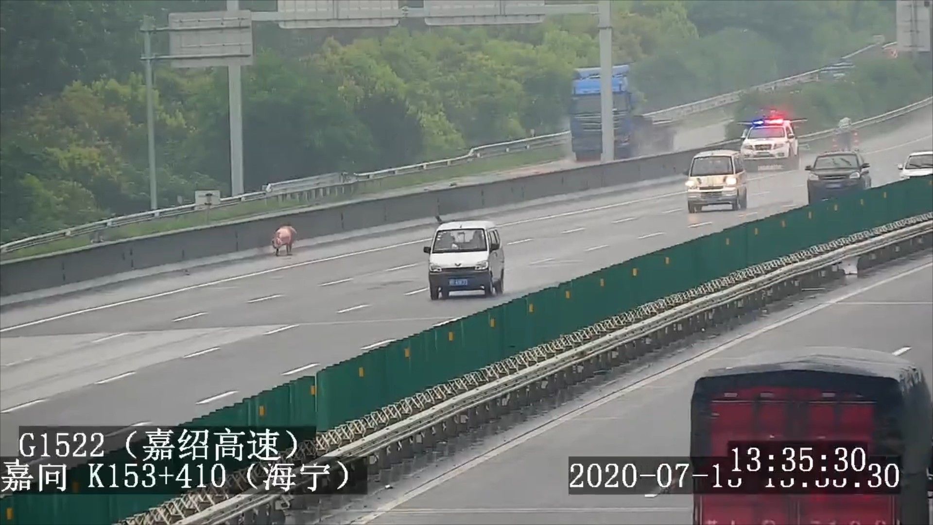  跳车|一头几百斤的猪高速跳车 民警紧急救助