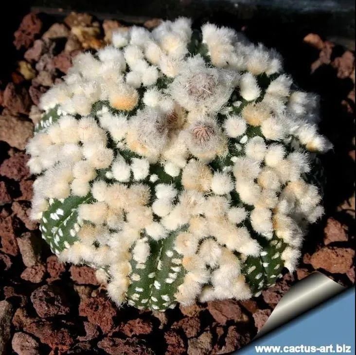  人养|每个人养肉人都应该学会鉴赏“兜”