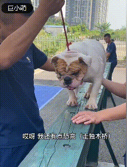  集体|狗狗集体探望消防员，反被【强制仰卧起坐】锻炼，网友笑喷