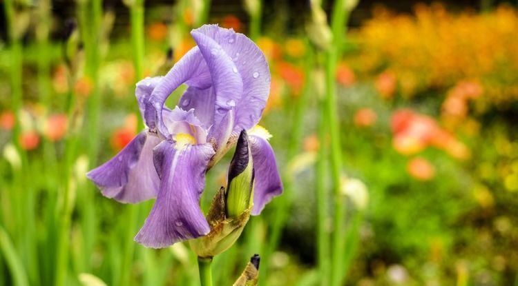 爱情|近期开始桃花运势不可挡, 邂逅良人, 定能收获好爱情的4大生肖