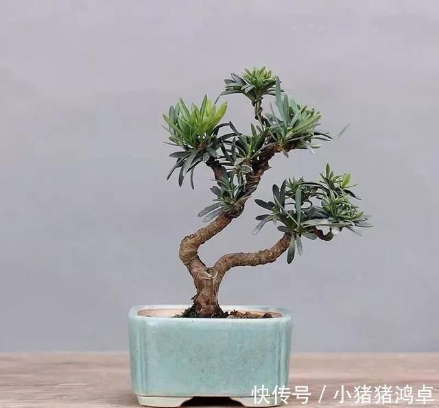 保平安|聪明人爱养这八种“守家树”,护宅吉祥保平安,养好了都是传家宝