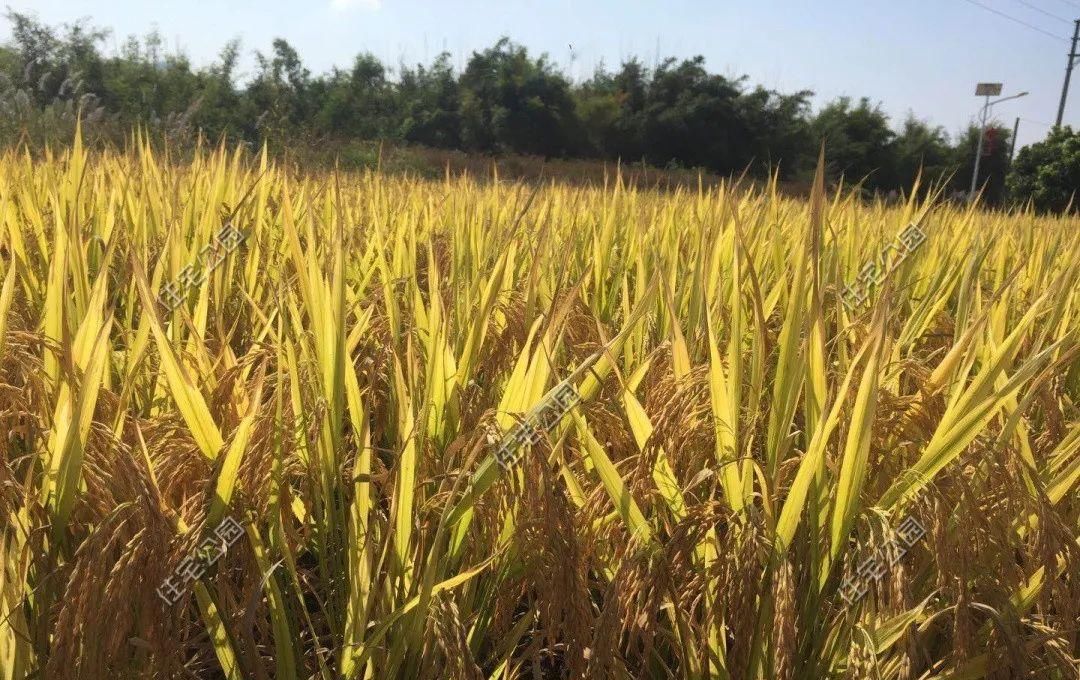 小伙|晒家丨广东这位95后小伙, 花75万为爷爷奶奶建房养老, 孝心太难得