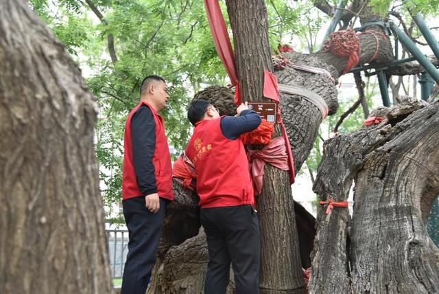 寿光市自然资源和规划局：保护古树名木 共享绿水青山