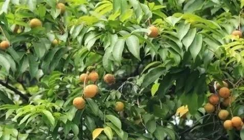  家里|人面子丨小时候爷爷家里的凉果