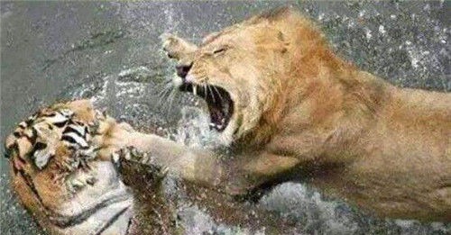 老虎|皇帝讨厌胡人进贡的动物，命大臣拿去喂虎，不料老虎趴地上不敢动