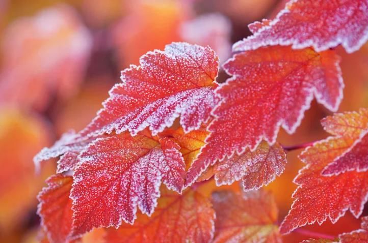 试试|深秋干燥,喉咙很不爽?试试这两款靓汤 养肺又止咳