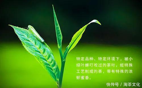 口感|紫金蝉茶特点介绍，工艺，香味，口感样样独特！