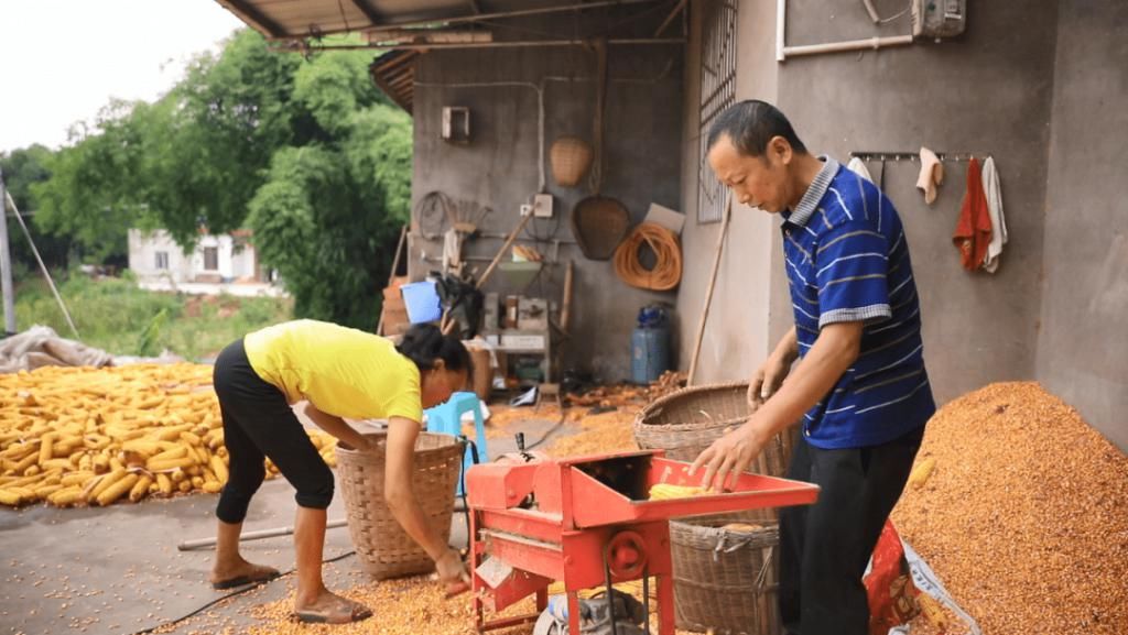  村里|程伯旗：幸福生活如同芝麻开花节节高
