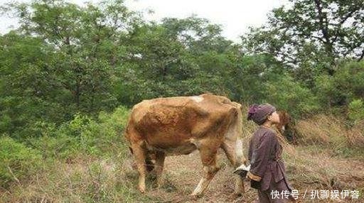 放牛|朱元璋放牛时睡觉,无意中做了两个动作,刘伯温:他会当皇帝