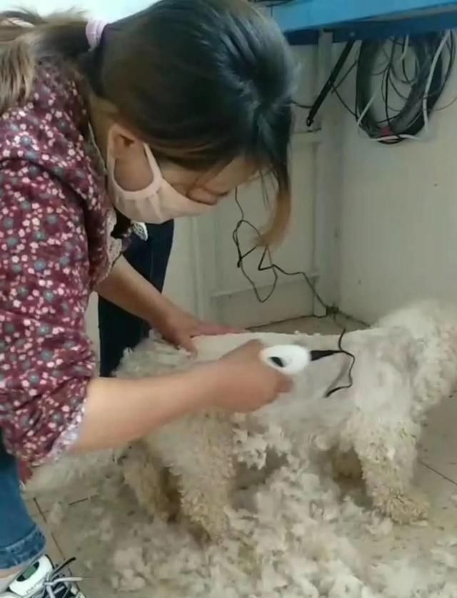 出场|记者深入调查:楚雄市被抓的流浪犬哪去了?