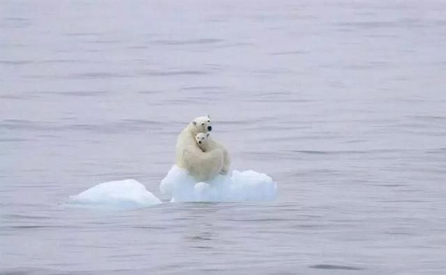  合法|有钱人花上33万，就可以在加拿大合法杀死一只北极熊