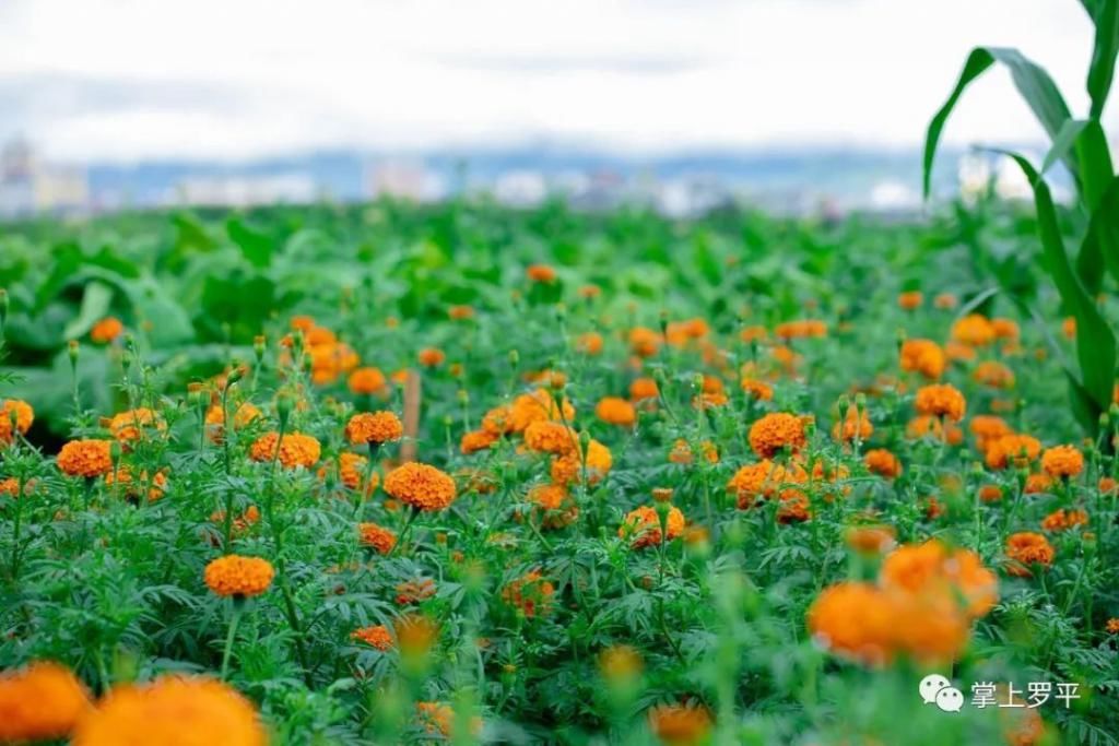  平城|免费！罗平城边万寿菊花海上线，美得没朋友了...