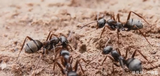 呐喊|哥伦比亚人的“肉花生”，被吃货盯上，网友隔空呐喊：来中国吧！