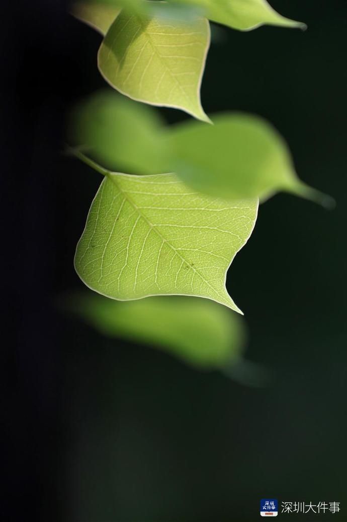 局部|深圳周日局部仍有暴雨，国庆假期前期仍有较明显降雨