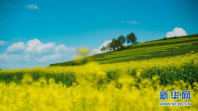  梯田|【视频】快去打卡！西宁绝美梯田花海
