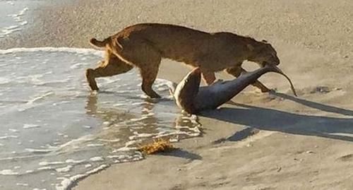 得知|山猫跳海后叼着一条鱼上岸,得知鱼的物种后拍手称奇