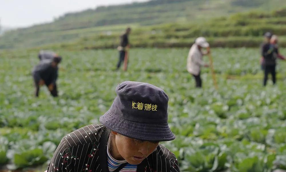 菌子|贵州毕节“后搬迁时代”就业故事： “捡菌子”工人开上了私家车