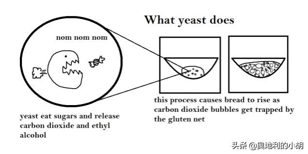  外国人|老面面包为什么更健康？外国人这么喜欢老面酸面包，原因很简单