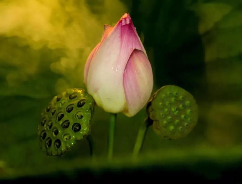  湛江市坡头区摄影协|映日荷花醉「乾塘」