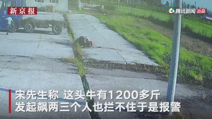 黄牛|1200斤大黄牛被送往屠宰厂 宰杀前恐怖一幕发生被镜头拍下