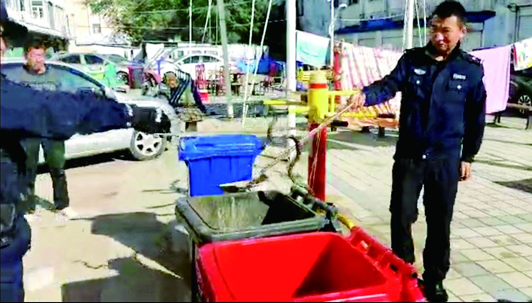 保洁|野生有毒蝮蛇藏垃圾箱 黑河民警用保洁工具捕获放归自然