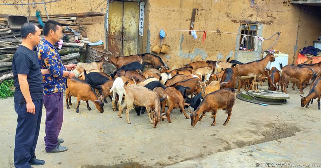 金阳县|教育整顿·治庸·铁军丨71只羊一夜被盗 巧家公安迅速侦破