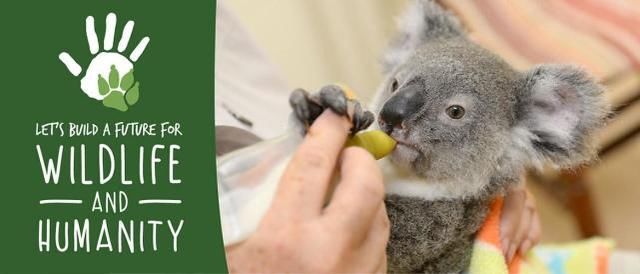 电饭煲|澳海关查获运往中国活体蜥蜴，藏于电饭煲内仍被发现