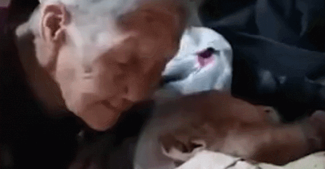  起床|暖炸了！临沂98岁爷爷不愿起床，100岁奶奶贴脸陪伴